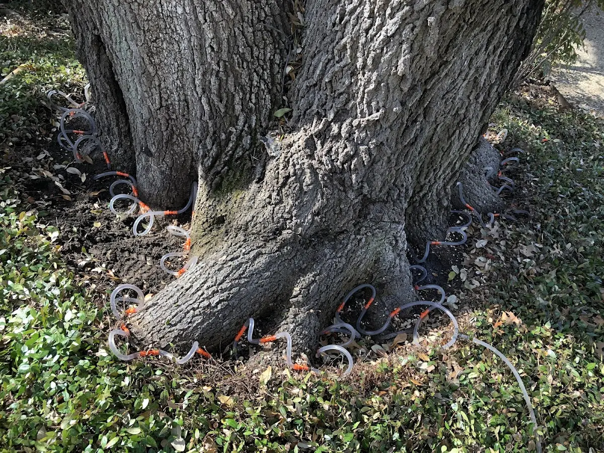Detailed Tree Cabling and Bracing job site in Fleming