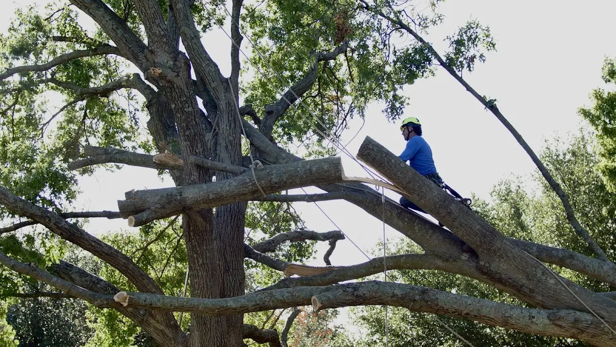 Professional Hazardous Tree Removal performed by certified arborists in Fleming